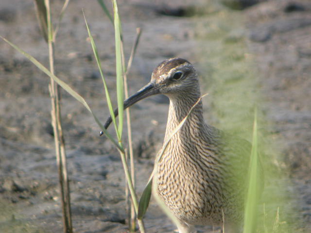 週末とGW前半の鳥類園最新情報(2006.4.29~5.5)_e0046474_10459.jpg
