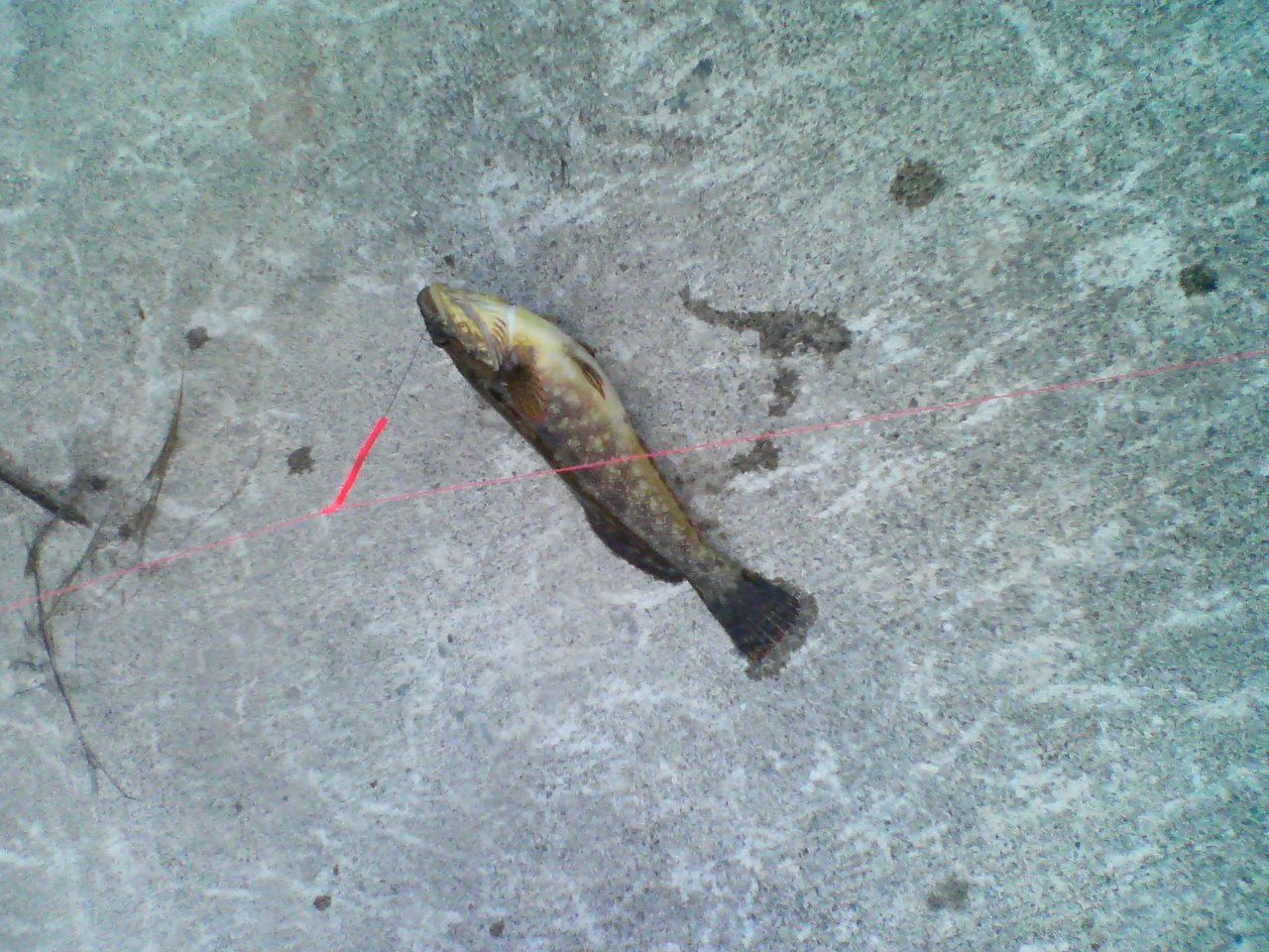 f0059388_4291569.jpg