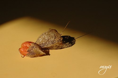d0064000_2332463.jpg
