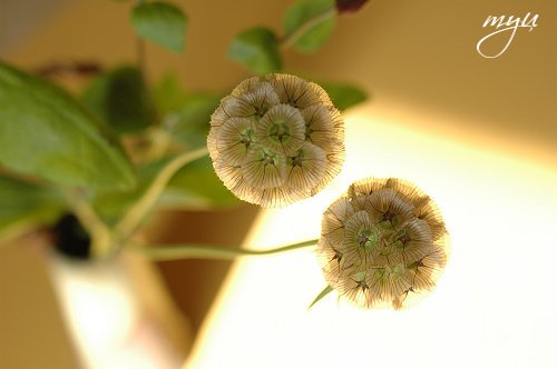 d0064000_2334205.jpg