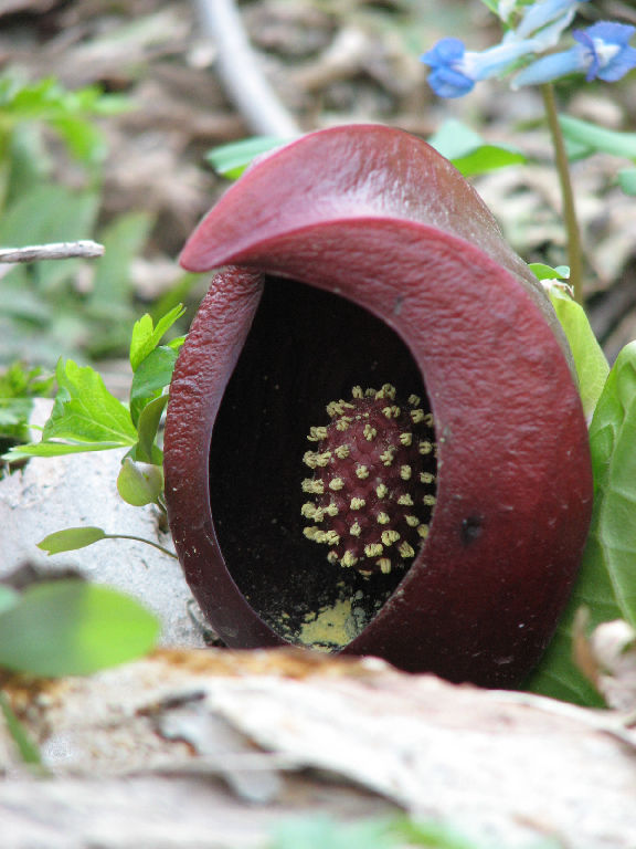 座禅草（旭川・北邦野草園）_f0002701_16193976.jpg