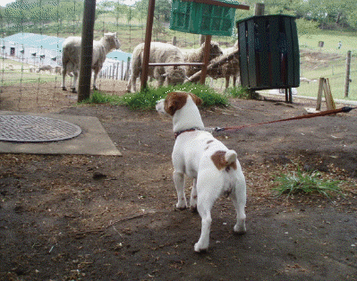 c0035931_19241734.gif