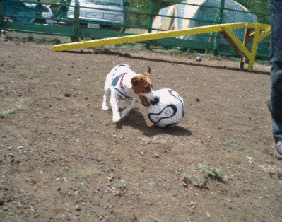 c0035931_23153236.gif