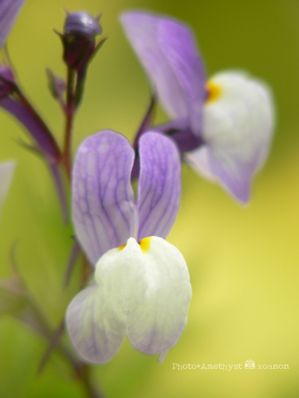 春の花、棚ざらえ2_a0020340_850078.jpg