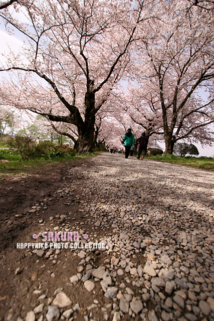 *SAKURA* PART2　_b0049843_20291169.jpg