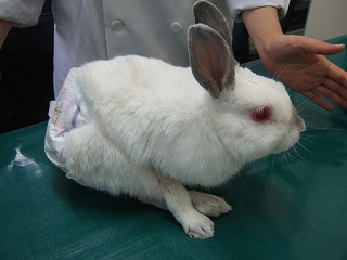 おむつウサギちゃん と 迷い子ウサギちゃん_b0059154_23312397.jpg