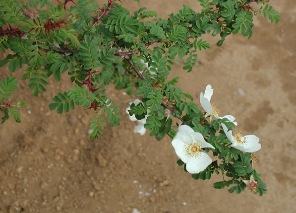 b0074359_12313491.jpg