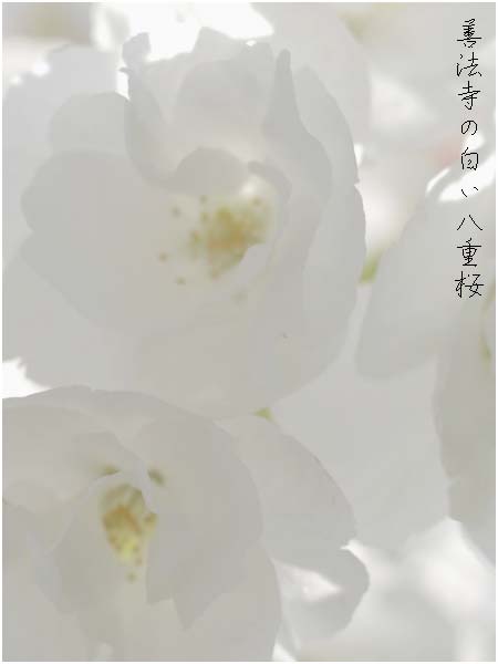 善法寺の白い八重桜_c0061761_21152120.jpg