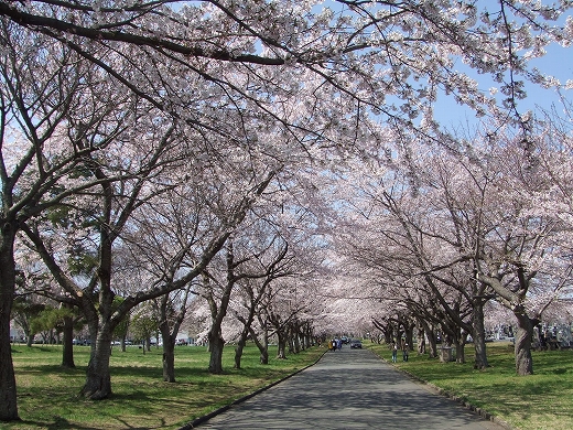 Cherry Blossoms_c0048667_17554963.jpg