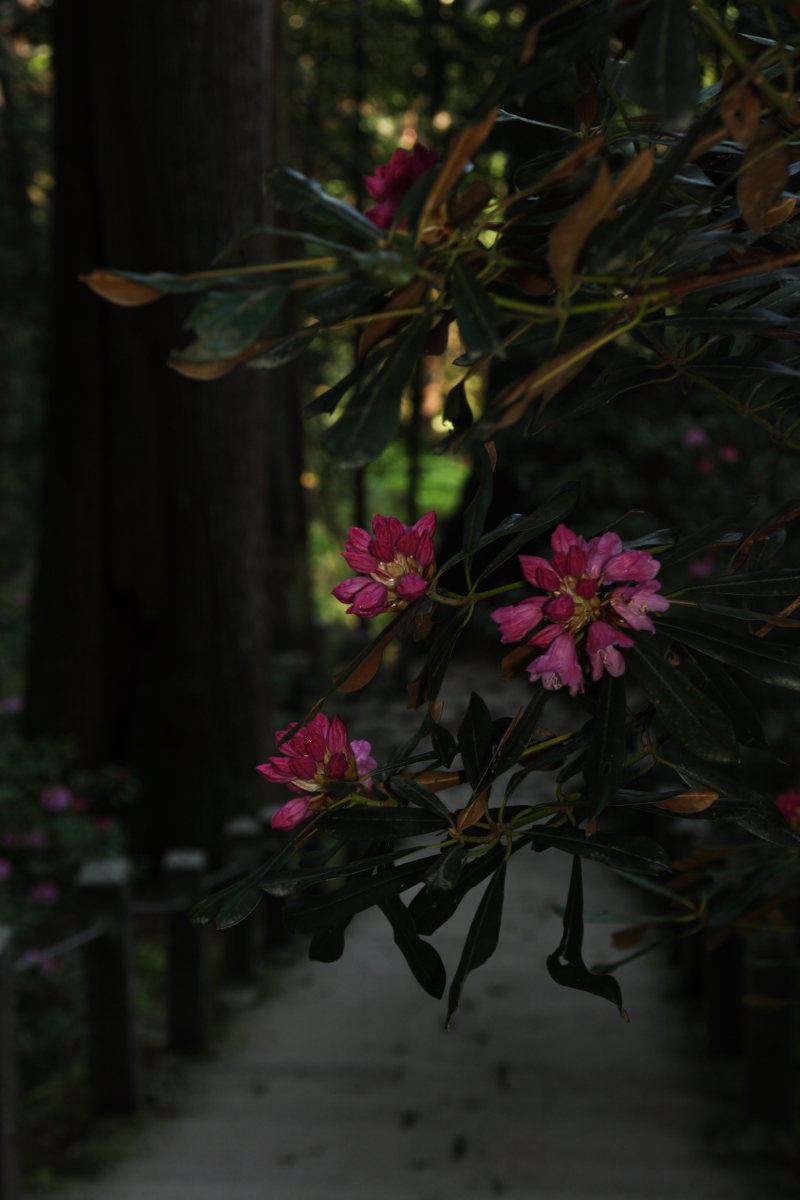 奈良　女人高野　室生寺　2_f0021869_2340443.jpg