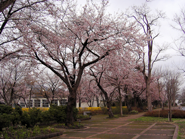 桜が咲きました_f0079071_10364585.jpg