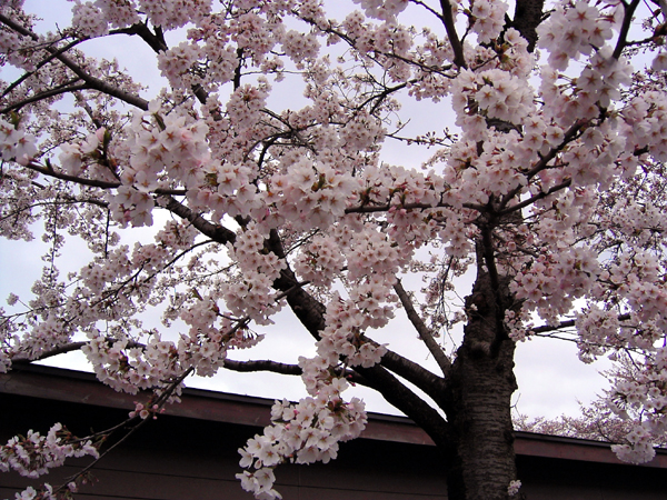 桜が咲きました_f0079071_10365964.jpg