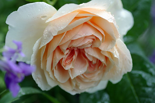 Ambridge roseの開花_e0081973_11261094.jpg