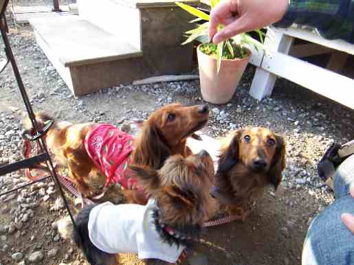 ニコタマのカフェと花火_f0085404_734593.jpg