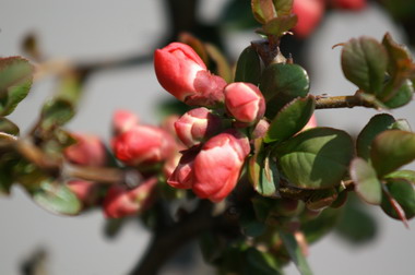 「春だ春だボケの花の芽がオガッテル！成長記」_f0033205_13294875.jpg