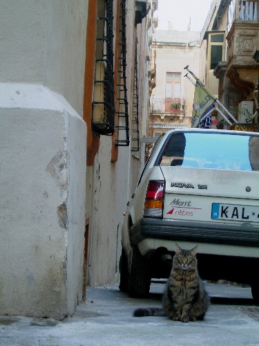 WATCHER　ON　THE　ROOF_a0018608_51196.jpg