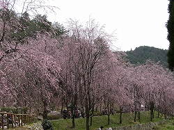 しだれ桜と菊桃_f0035210_20211160.jpg