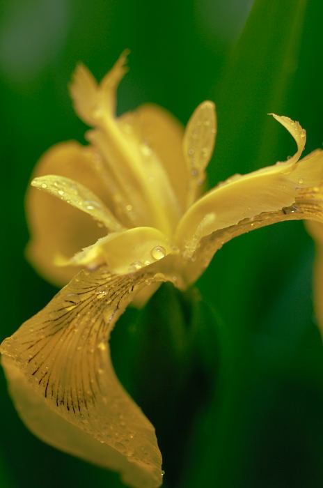 雨の最終日・渉成園_f0032011_2120390.jpg