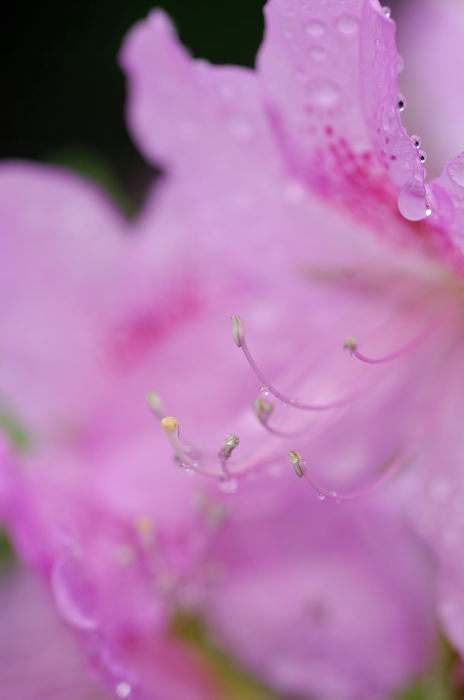 雨の最終日・渉成園_f0032011_2135367.jpg