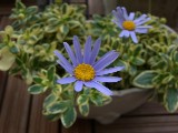 b0076424_16545596.jpg