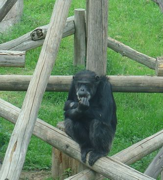 王子動物園３_f0012931_9183682.jpg