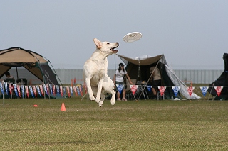 JFA 　泉大津大会　一日目_b0084834_2394038.jpg