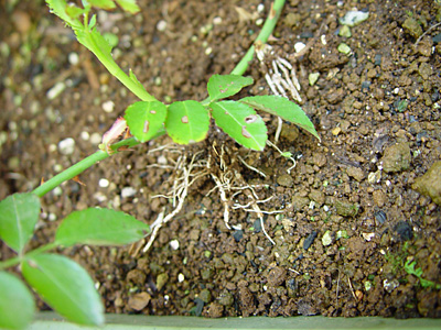 e0001735_17869.jpg