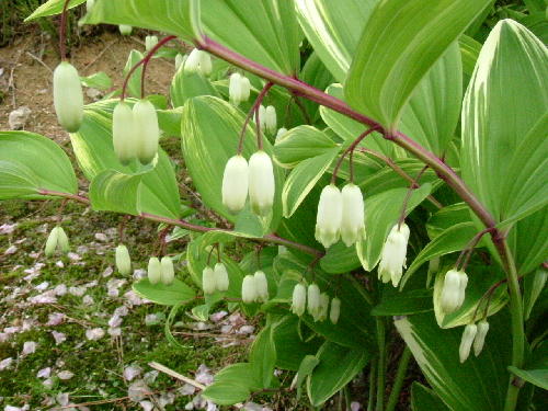 f0099535_2350185.jpg