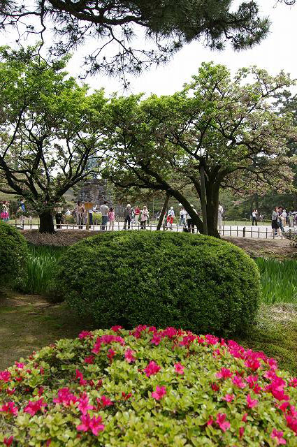 カキツバタが咲いた！～兼六園_d0043136_21475387.jpg