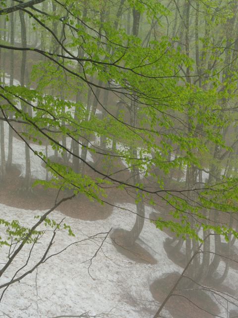 雨の美人林、その3_a0025576_2263344.jpg