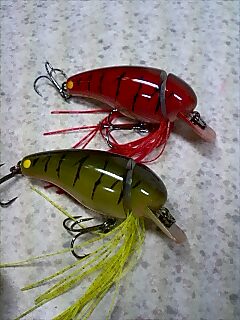 釣果報告_a0040876_2149161.jpg