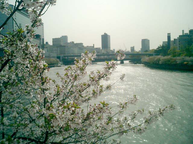 天満の桜　1_c0066479_14175690.jpg