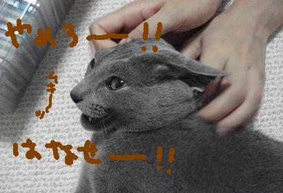 c0000307_20551444.jpg