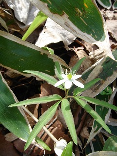 野の花_f0041909_1038427.jpg