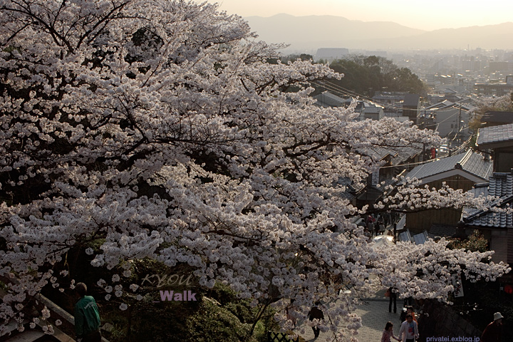 惜春　（京都・東山・ちゃわん坂）_e0085816_029518.jpg