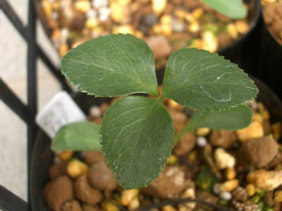 c0025140_21045.jpg