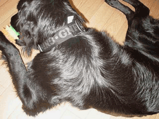 f0018144_21455432.gif