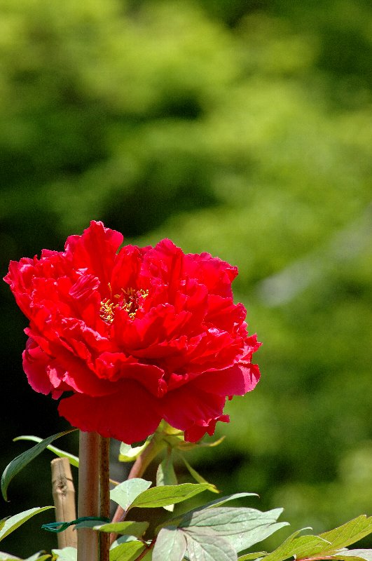 花の寺　長谷寺の牡丹_d0045045_23114655.jpg