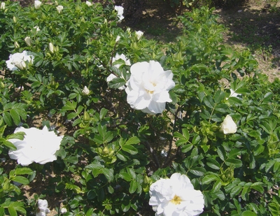 本日の花 白のハマナス 押花サロン希琳トピックスonline