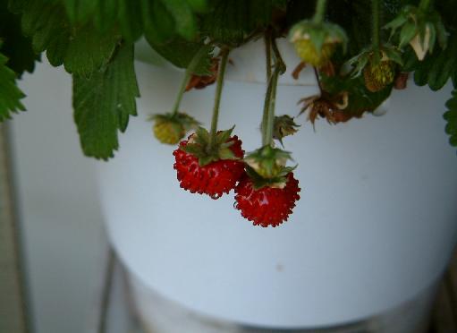 Wild Strawberry_e0051158_11255976.jpg