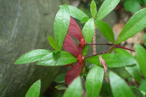 f0104569_1058325.jpg
