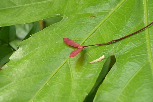 f0104569_10585956.jpg