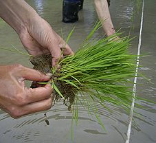 田植えの見学_c0048685_21261287.jpg