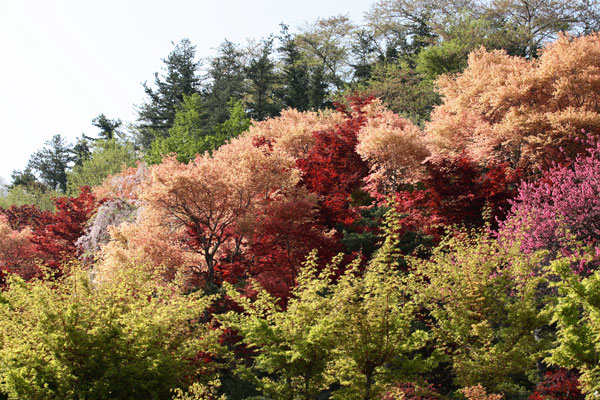 ５月４日の花見山_d0048189_0182858.jpg