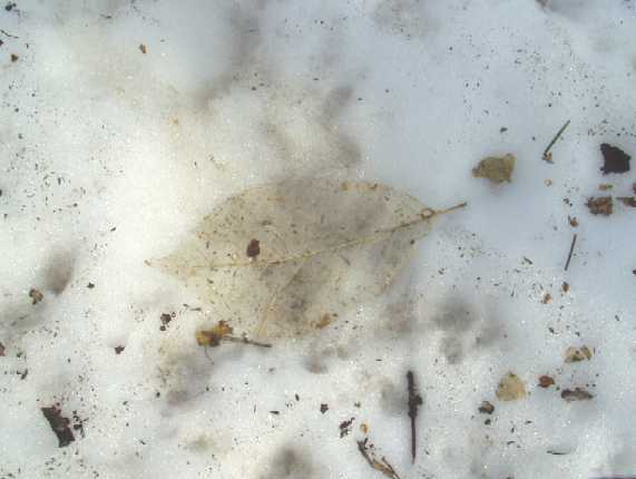 f0018790_88778.jpg