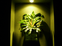 d0038319_926723.gif