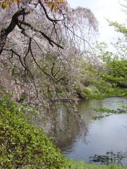 日立製作所中央研究所庭園_b0089323_153508.jpg