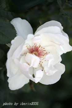 f0005733_19572569.jpg