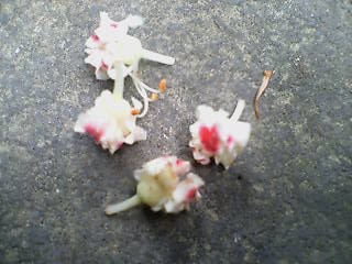トチの木の花、落ちてきて頭に当たる　の巻_e0063653_15405497.jpg