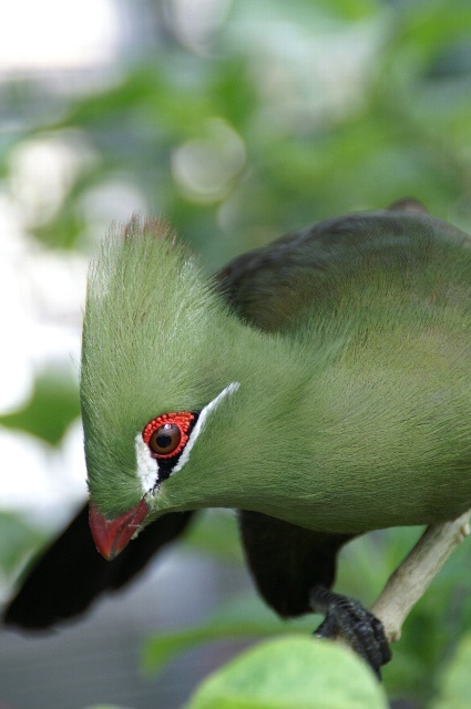 緑の中の 緑の鳥 動物園でお散歩